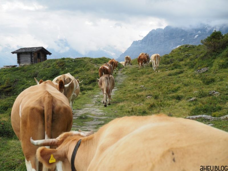 Kühe laufen über Bergweg vor Wetterhorn