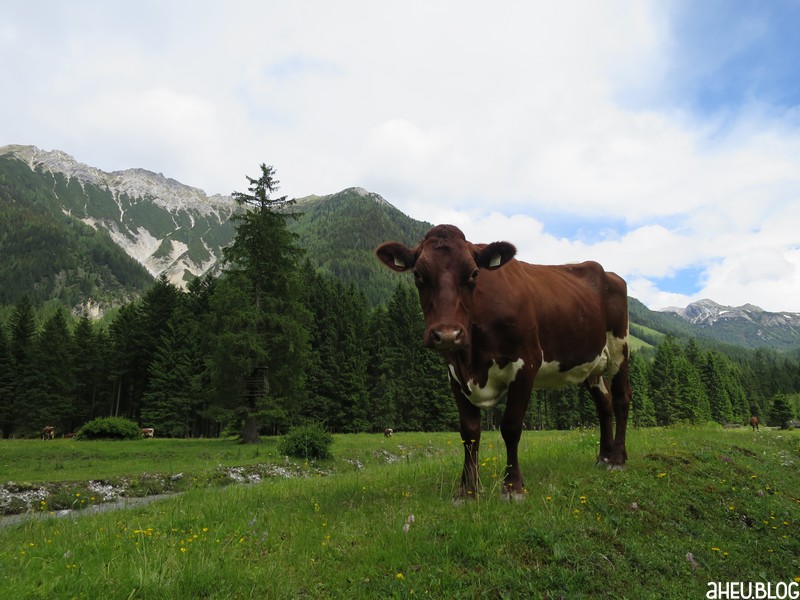 Pinzgauer Kuh in den Bergen